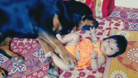 Funny dog play with baby., Funny dog videos.