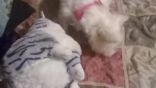 dog video
