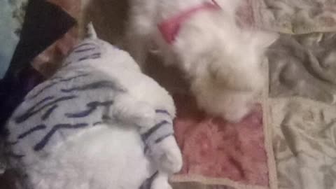 dog video