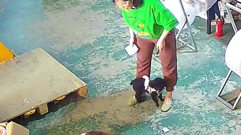 Amazing fight between dog and cat
