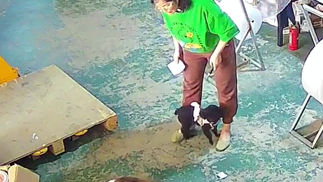 Amazing fight between dog and cat