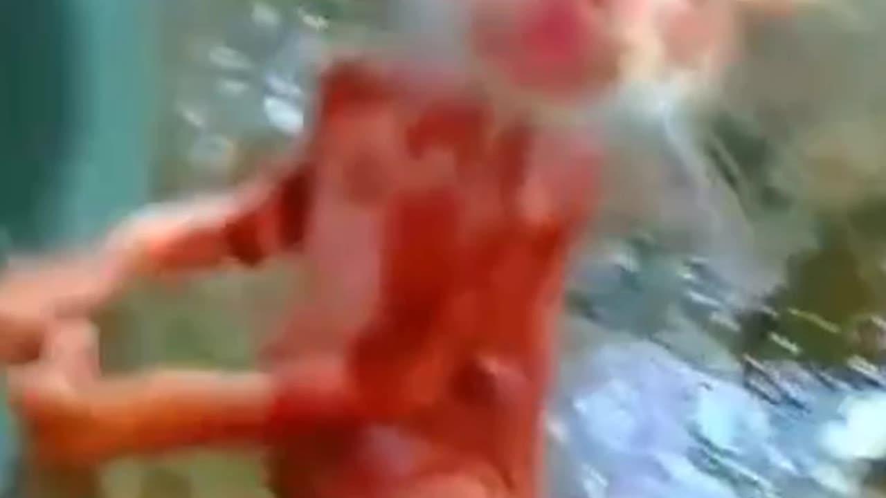 Cat funny video