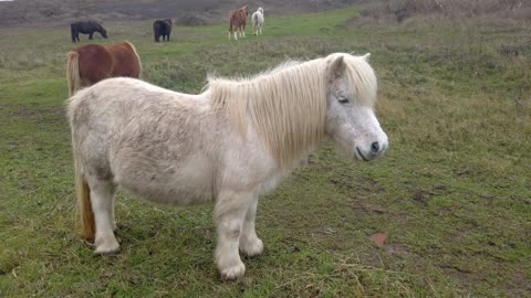 8 MINUTES of CURIOUS SHETLAND PONIES | BEST Relax Music, Meditation, Stress Relief, Calm | TVM