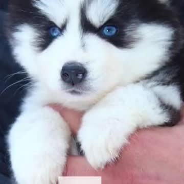 Pictures of husky puppies how to have a husky