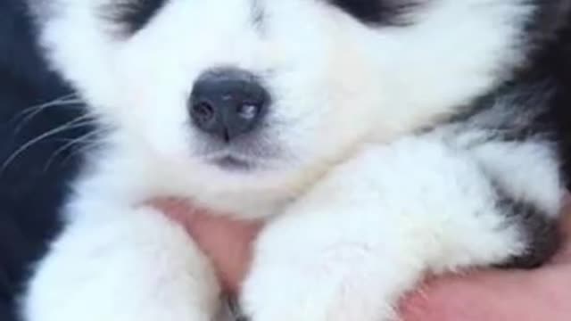 Pictures of husky puppies how to have a husky