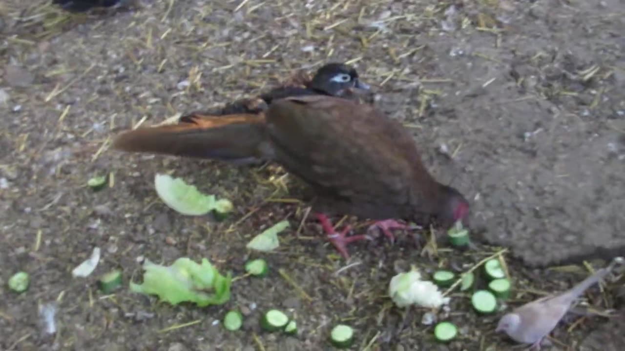 5 Gamble quails , 1 Bluescaled, 1valley quail and 1 lavender Orpington chick (1)