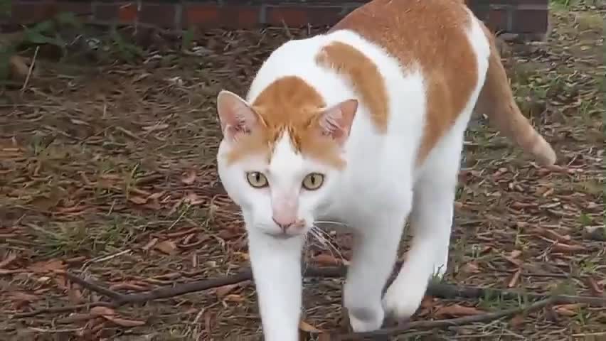 Asian wild cat walking on the road