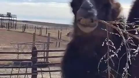 Wild camel eating