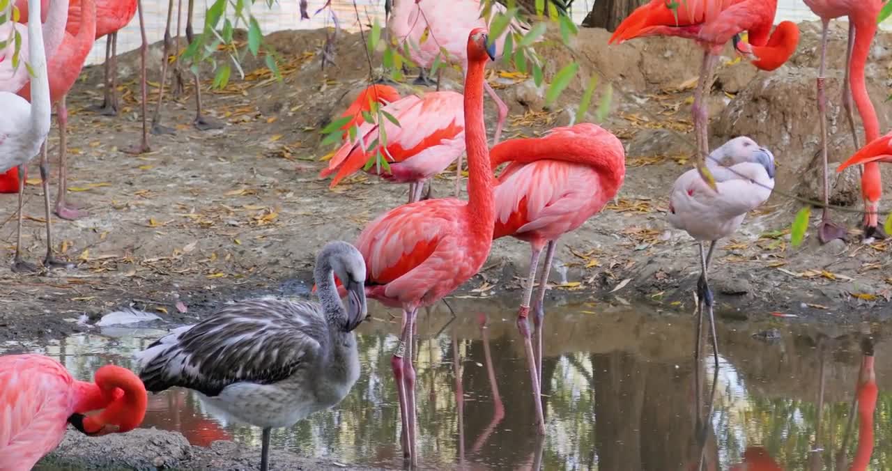 Flamingos or flamingoes are a type of wading bird in the family Phoenicopteridae