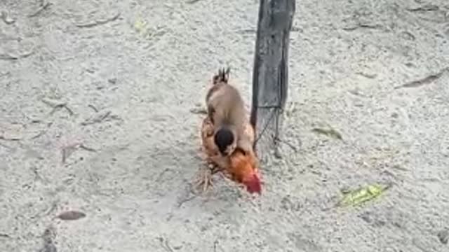 Monkey Rides Around on Other Animals