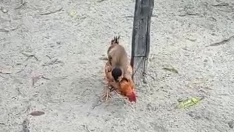 Monkey Rides Around on Other Animals