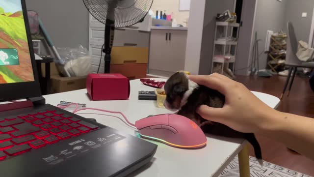 Come and see my new mouse