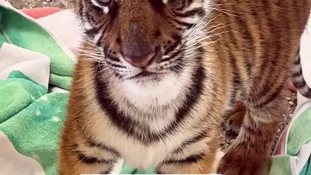 Help is welcome this beautiful girl to Tanganyika!