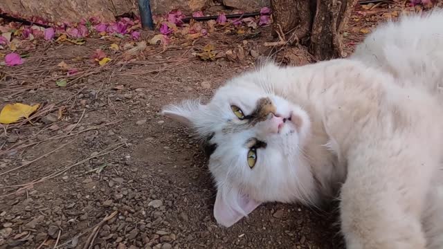 Beautiful white cat likes to roll on the soil ground