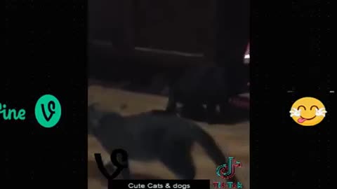 Funny animal