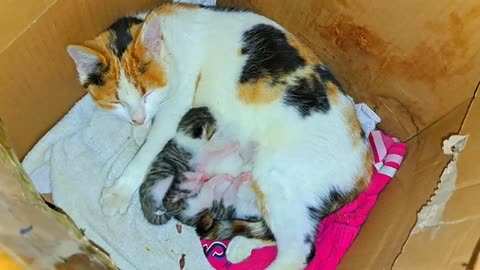 The mother cat gives milk to her kittens. Newborn baby kittens are so cute