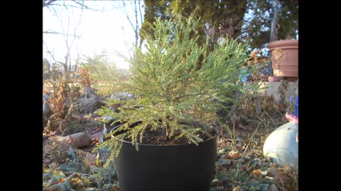 Winter Solstice Giant Sequoia Dec 2022