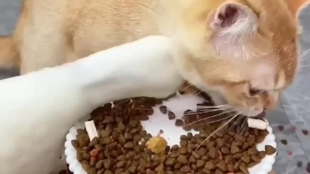 Funny animal (cats🤣)video 2023