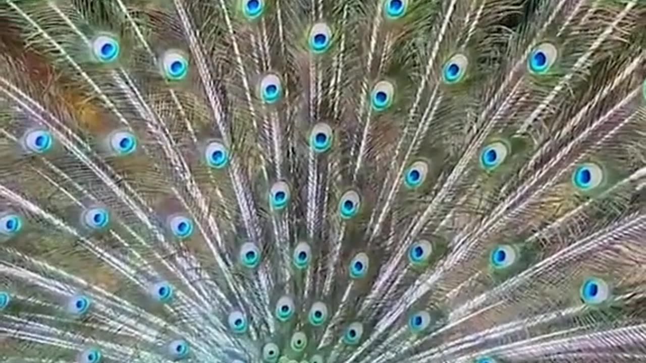 Peacock Opening His Beautiful Wings.