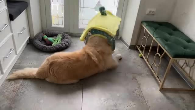 Golden Retriever Decided that this "Cat House" is for Him