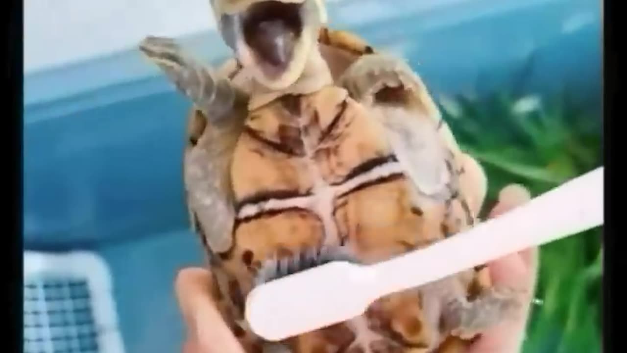 Animals funny video