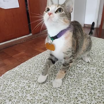 Today this beauty turns 10 months old, isn't she cute?💘