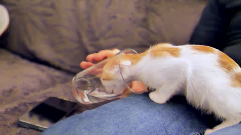 Thirsty kitten drinking water from glass