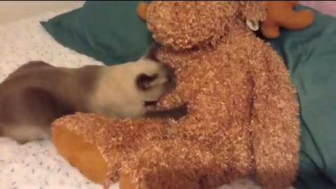 This video is funny with different cats. If you liked the video, don't hide follow and like?