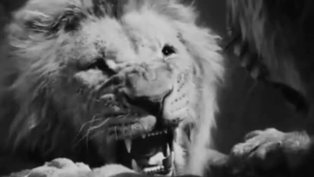 Lion King of Forest