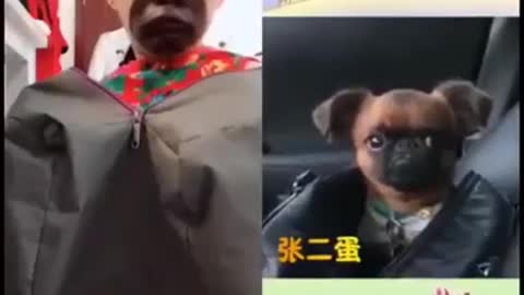 Man copying the dog (Funny Video compilation)