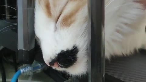 my mini cat