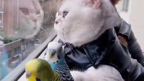 Love cats