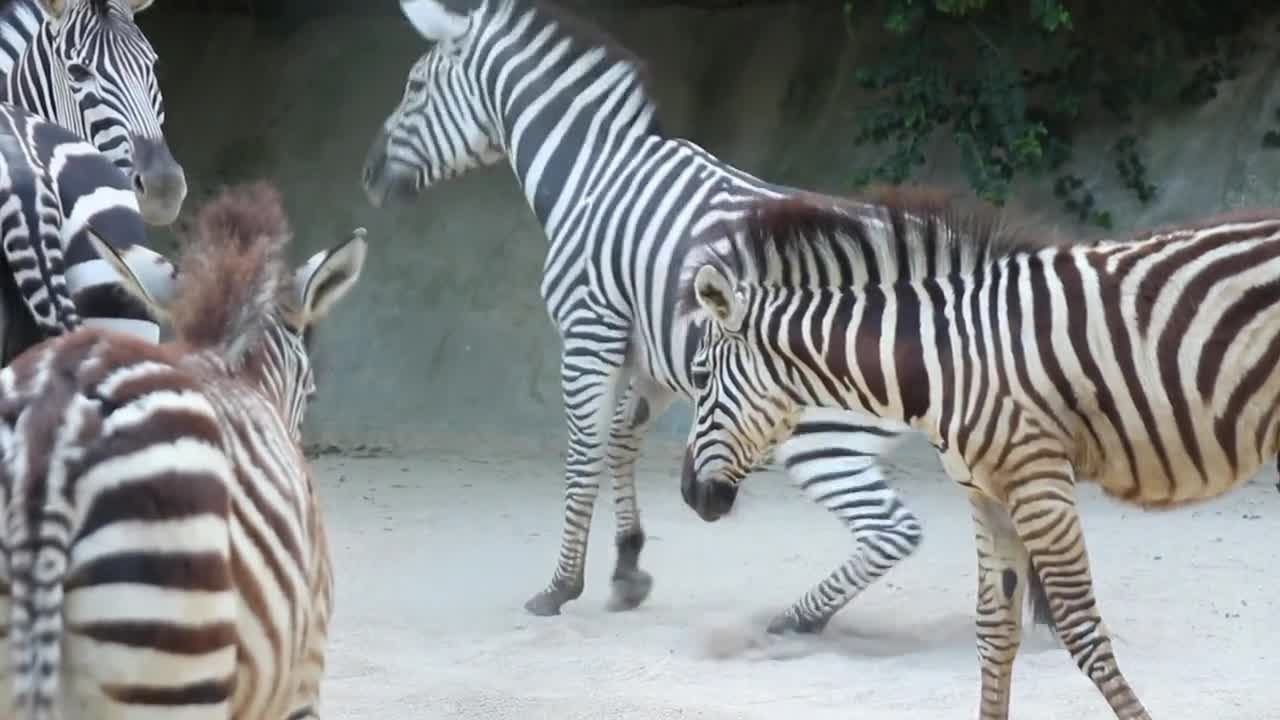 A zebra