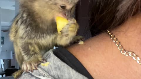 Baby Marmoset Crunching Apples