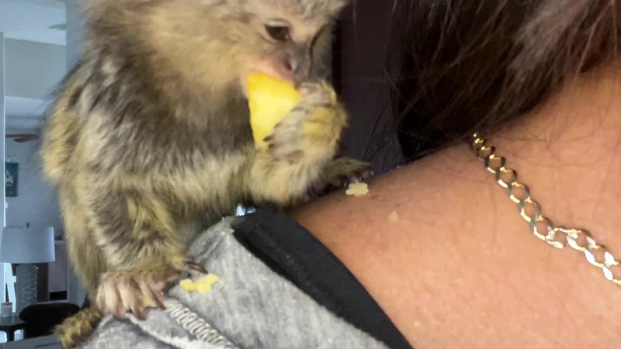 Baby Marmoset Crunching Apples