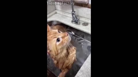 funny cats reaction must watch