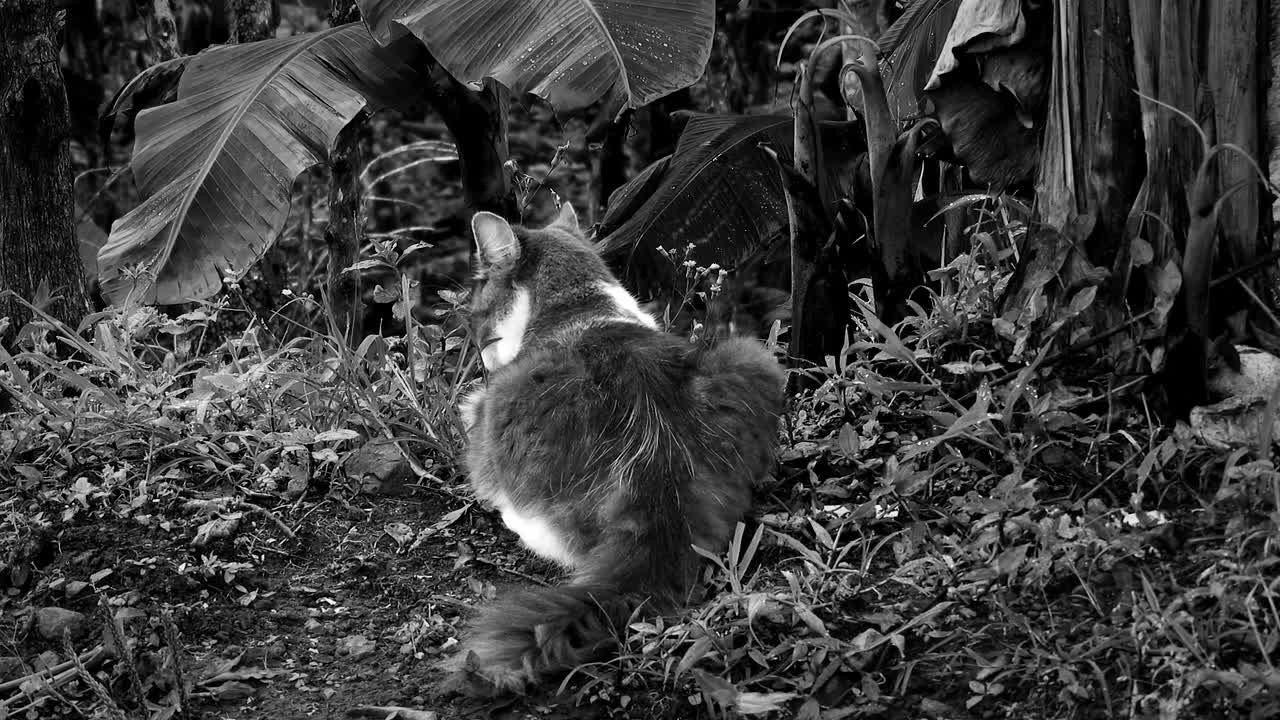 estimating cat