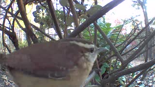 Carolina wren