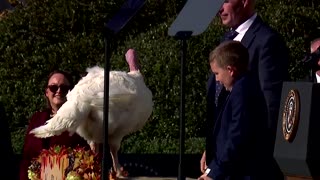 'Keep calm and gobble on': Biden issues final turkey pardons