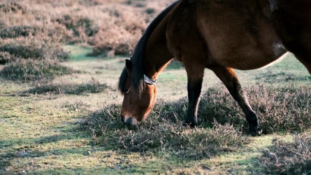 Familiar animals - Sounds of wild animals: Elephant, Wolf, Horse, Bear, Llama, Monkey