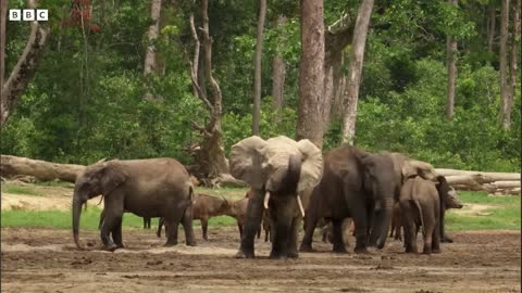 Protecting The Elephant Way Of Life Natural World Forest Elephants