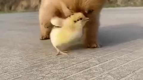 Small dog 🐶 with chicken so cute 🥰 ☺️