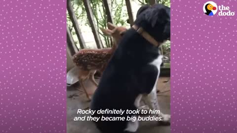 Fawn Comes To Lady's Door Every Morning | The Dodo Little But Fierce