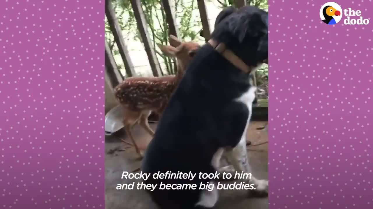 Fawn Comes To Lady's Door Every Morning | The Dodo Little But Fierce