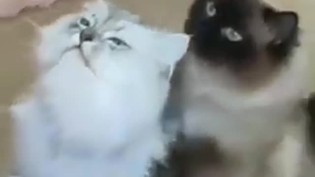 Two Cat funny video#short