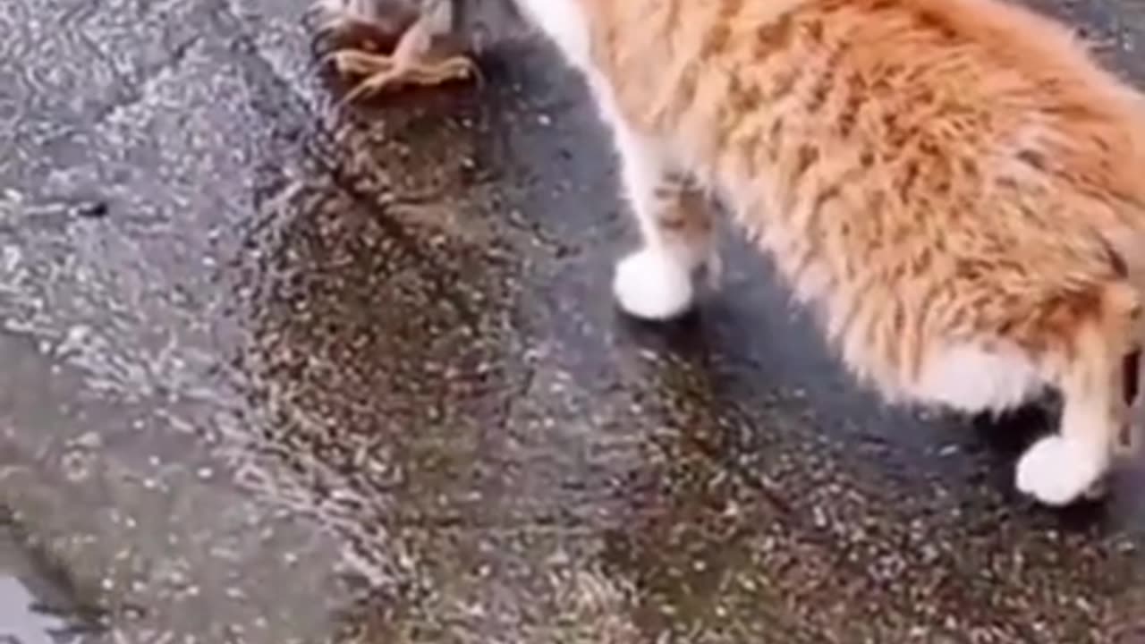 Cat & Owl Friendship #shorts #viral #shortsvideo #video