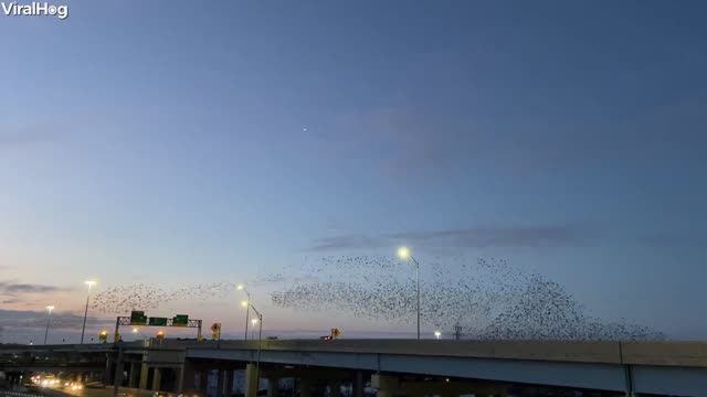 Murmuration Flies Over Freeway