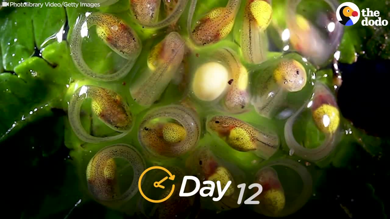 This Is How a Tadpole Transforms Into A Frog | The Dodo