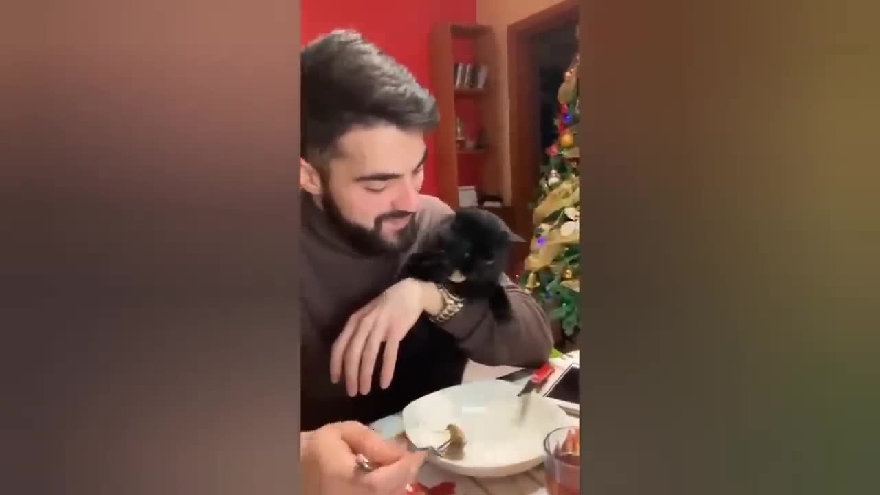 What color cat do you like