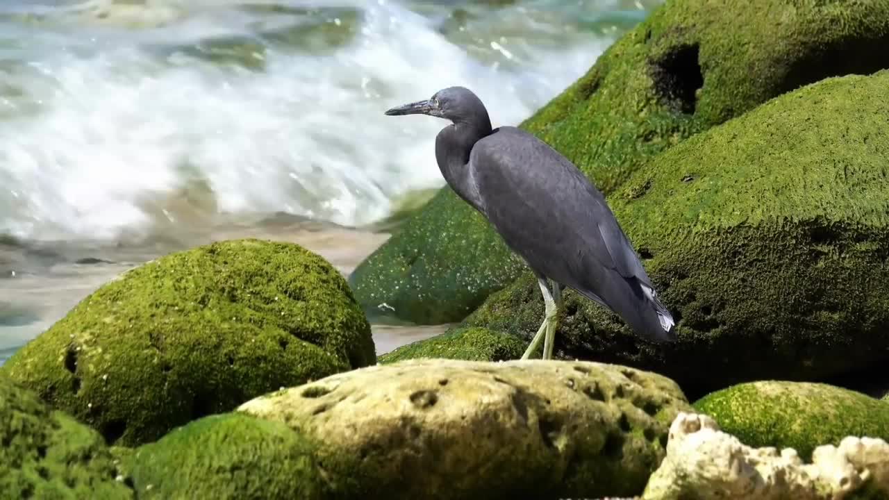 black rock heron